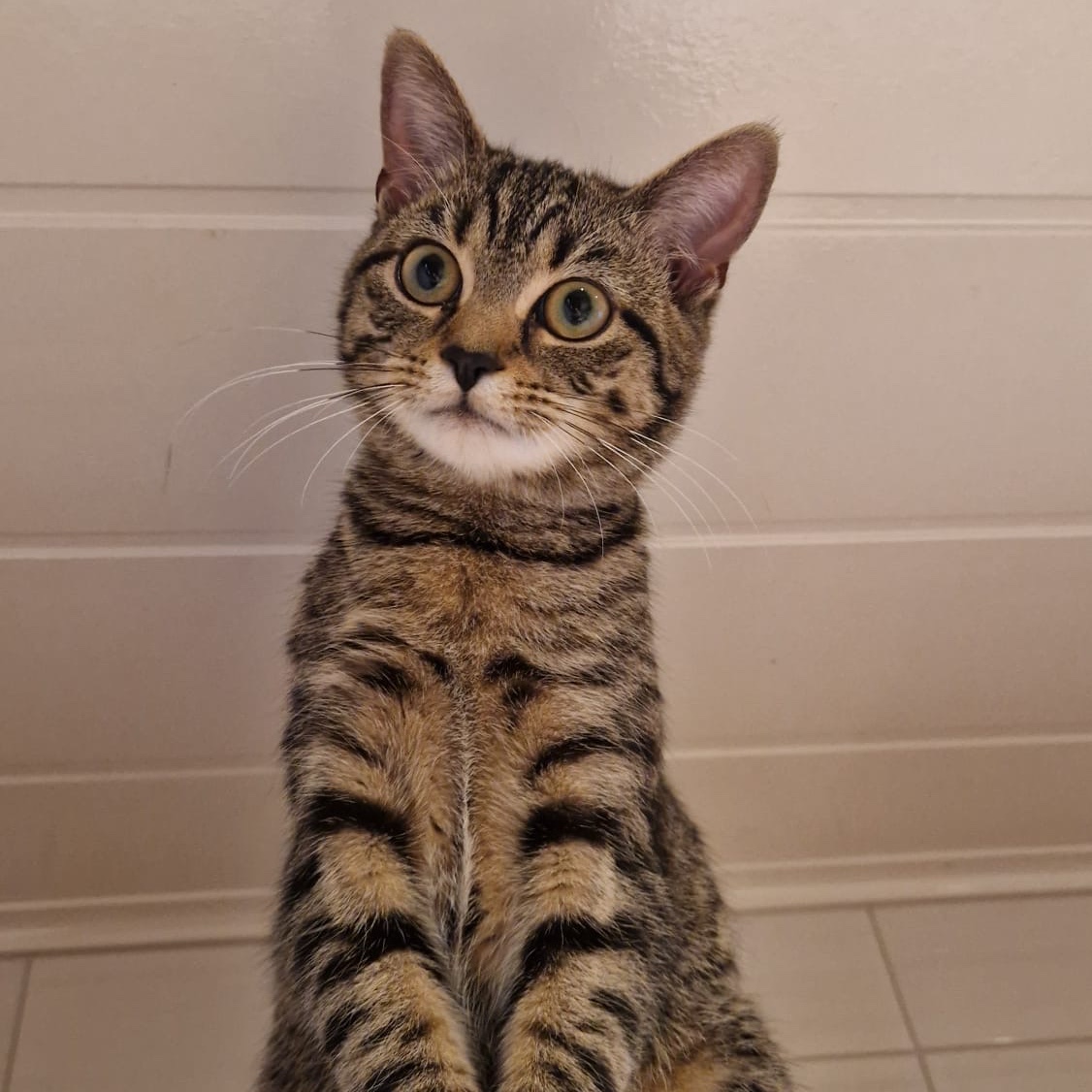 Sonja