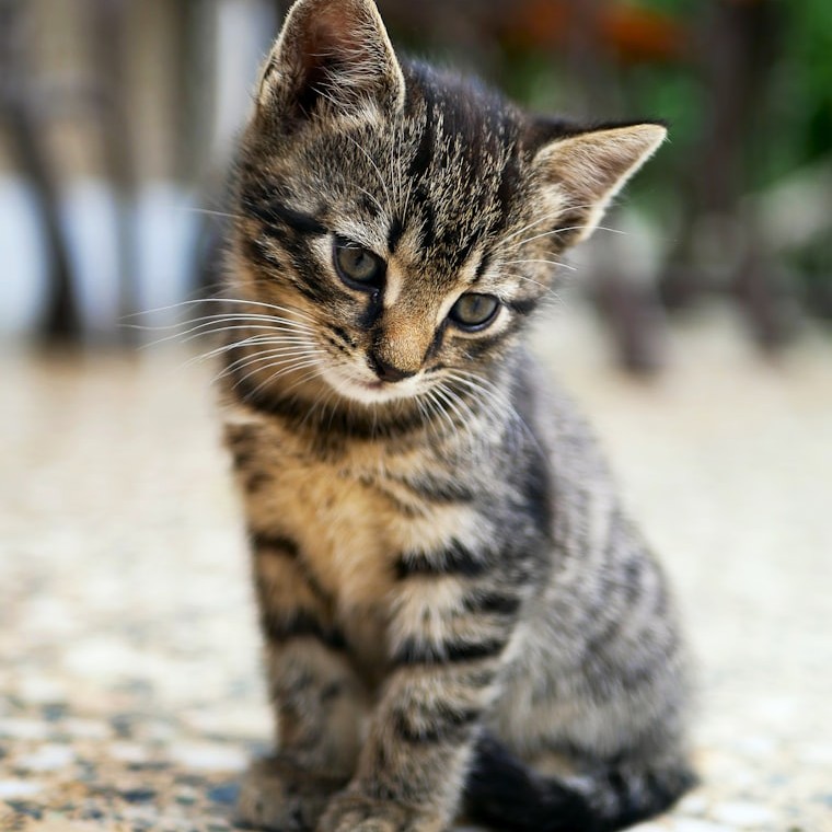 Felix