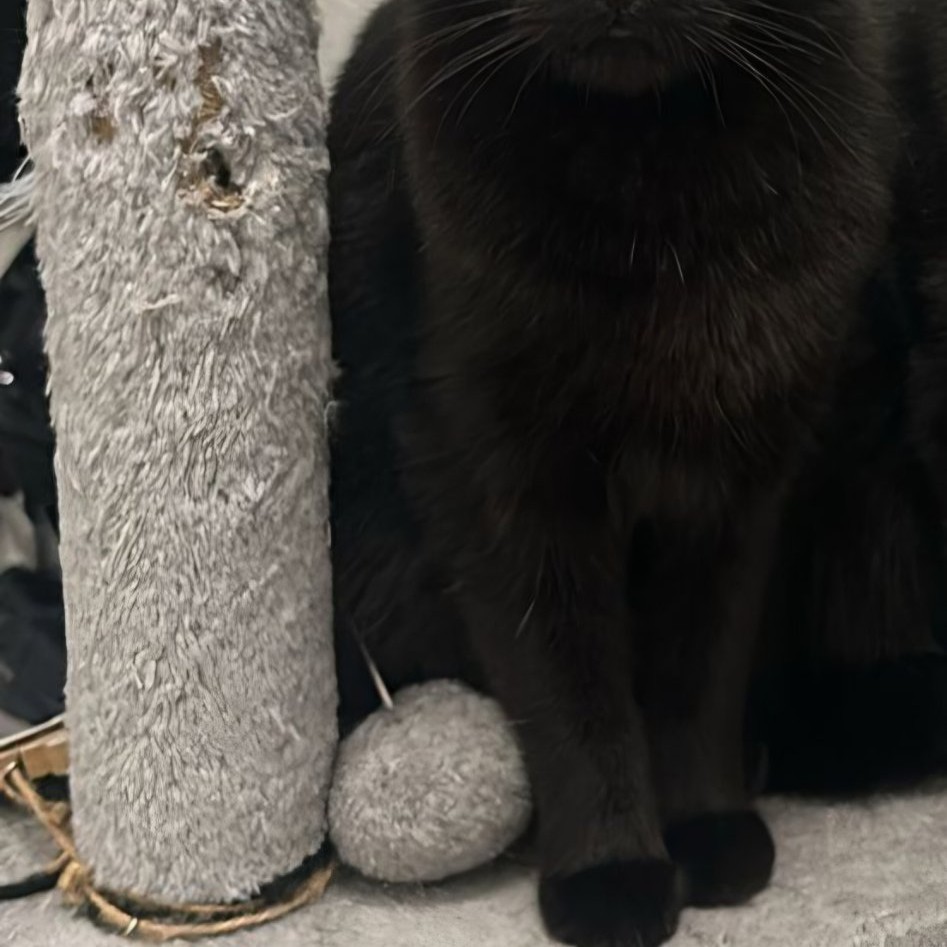 Catra