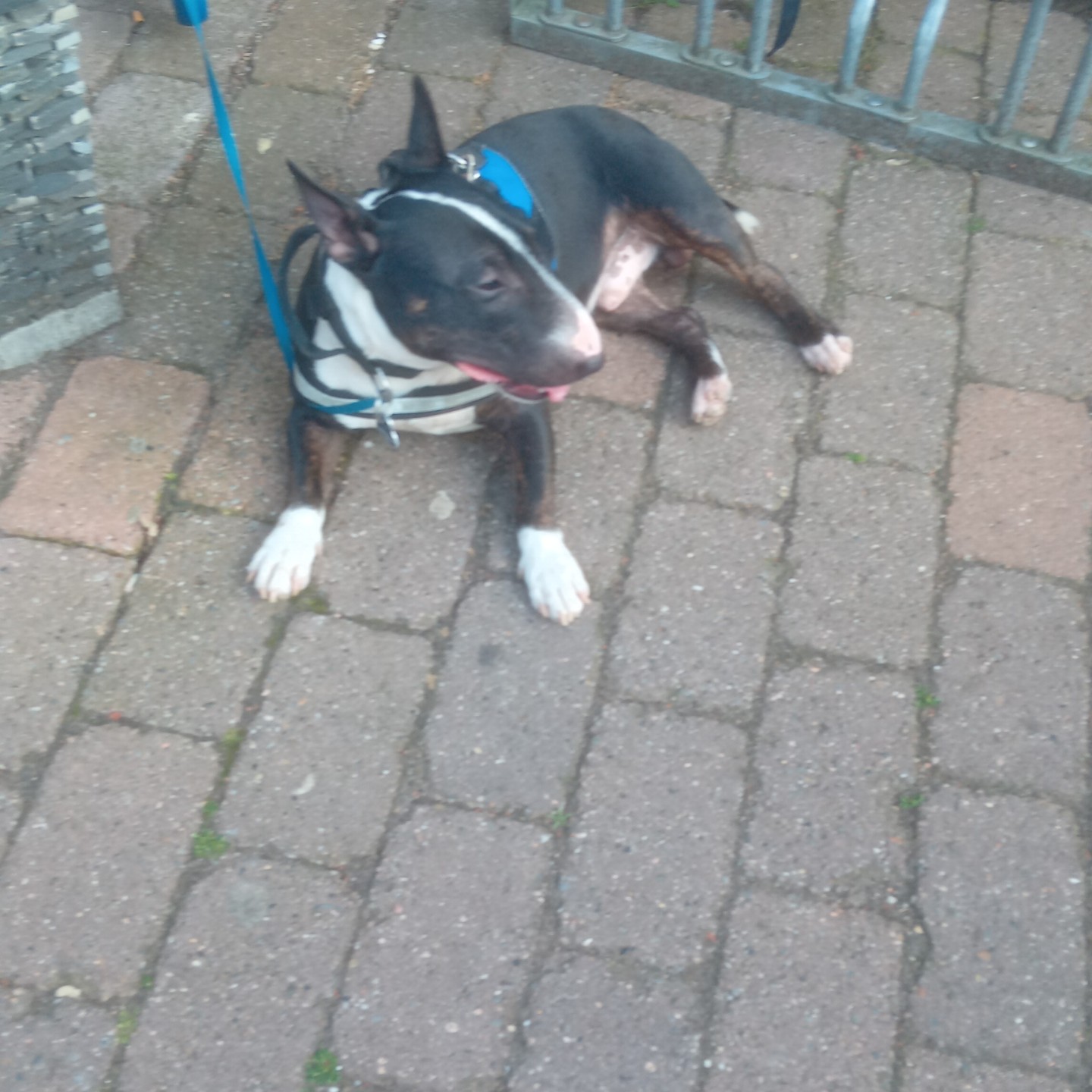 Jacko